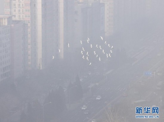 A flock of pigeons fly over dense fog shrouded center area of Beijing, Jan. 12. Beijing's meteorological center on Monday issued a yellow-coded alert for haze as the fourth foggy weather in this month hit the city and cuts the visibility below 3,000 meters in major parts of Beijing. (Photo/Xinhua)