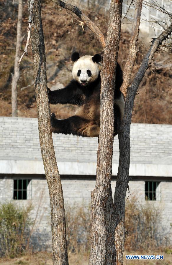 Three-year-old female Giant Panda "Yaya" climbs a tree in the Qinling Giant Panda Field Training Base in Foping County, northwest China's Shaanxi Province, Jan. 28, 2013. "Yaya" was brought here a month ago to get trained in food seeking and climbing in the wilderness. (Xinhua/Ding Haitao)