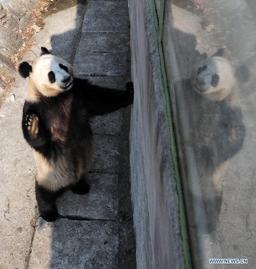 Three-year-old female Giant Panda "Yaya" is seen in the Qinling Giant Panda Field Training Base in Foping County, northwest China's Shaanxi Province, Jan. 28, 2013. "Yaya" was brought here a month ago to get trained in food seeking and climbing in the wilderness. (Xinhua/Ding Haitao)