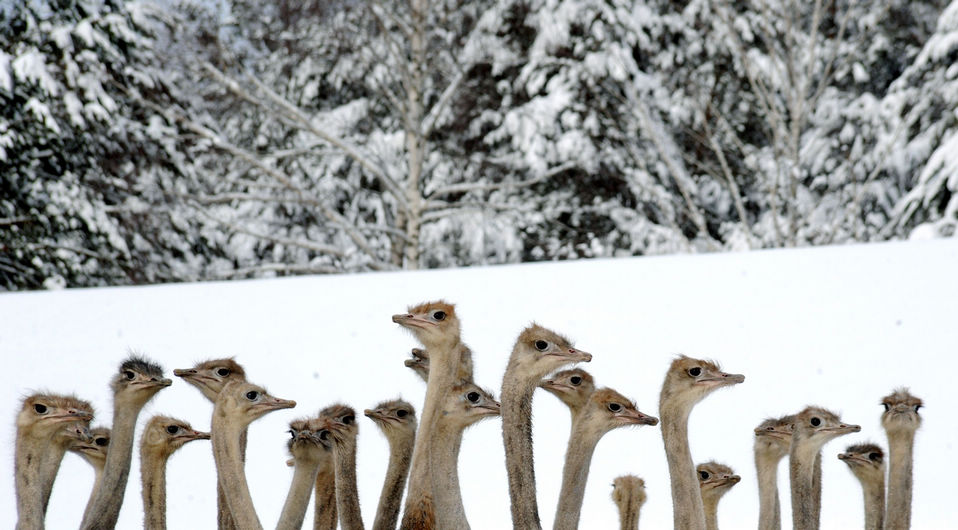 Ostriches crowd in an open-air cage at the ostrich farm in the Belarusian village of Kozishche, some 300 kilometers southwest of Minsk, Belarus, Jan. 24, 2013. (Xinhua/AP)