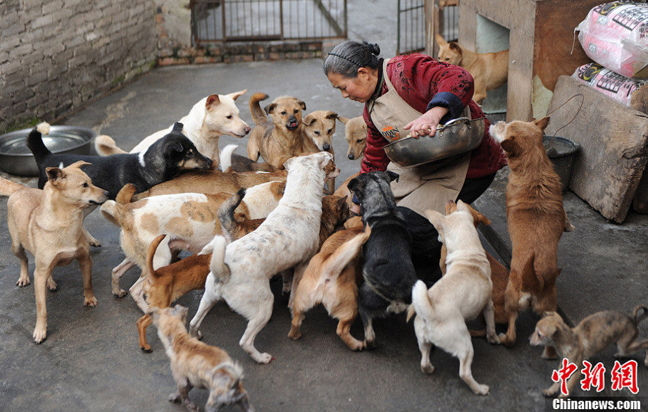 A senior citizen living in Chongqing has adopted over 100 stray dogs and 30 more cats in the past 15 years, wiping out all her savings. (Photo/Chinanews)
