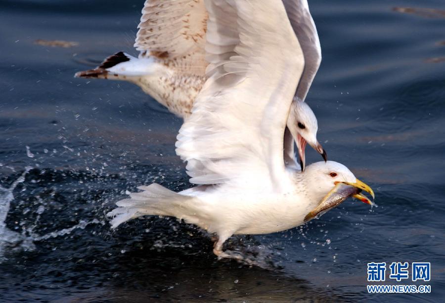 Photo taken on Jan. 28, 2013 shows a seagull snatching a small fish from a slaty-blacked gull's mouth in Qingdao, east China's Shangdong. (Xinhua/Li Ziheng)