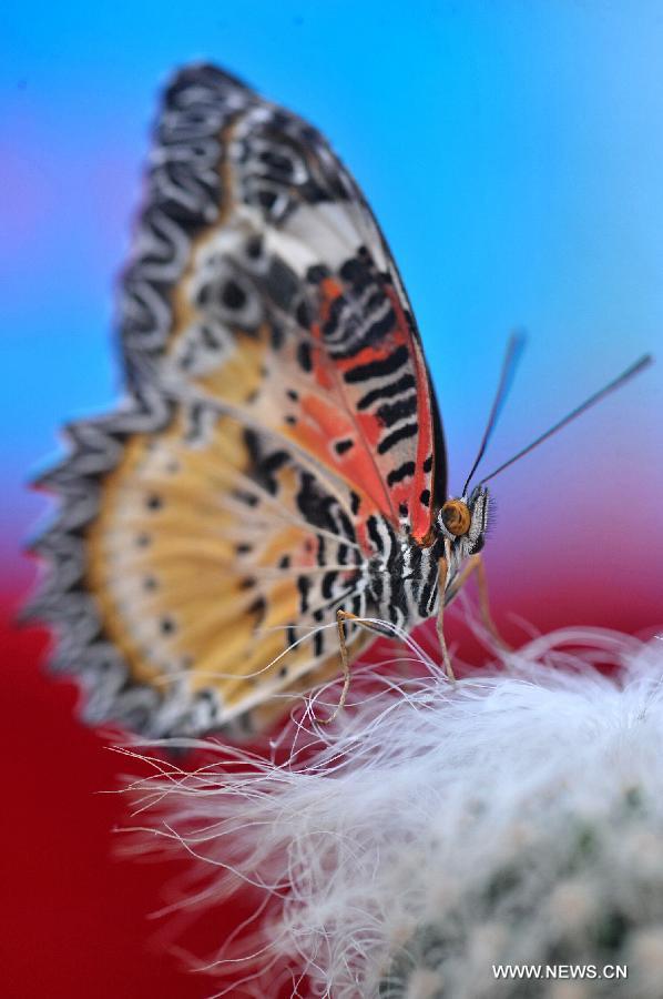 A butterfly rests on a plant at the Hunan Forest Botanical Garden in Changsha, central China's Hunan Province, Jan. 31, 2013. An exhibition displaying many rare species of butterflies and flowers kicked off here on Thursday. (Xinhua/Long Hongtao)