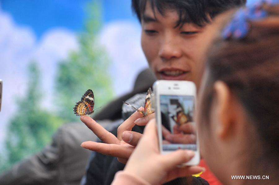 A visitor takes pictures of butterflies at the Hunan Forest Botanical Garden in Changsha, central China's Hunan Province, Jan. 31, 2013. An exhibition displaying many rare species of butterflies and flowers kicked off here on Thursday. (Xinhua/Long Hongtao) 