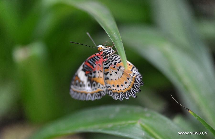 A butterfly rests on a plant at the Hunan Forest Botanical Garden in Changsha, central China's Hunan Province, Jan. 31, 2013. An exhibition displaying many rare species of butterflies and flowers kicked off here on Thursday. (Xinhua/Long Hongtao)