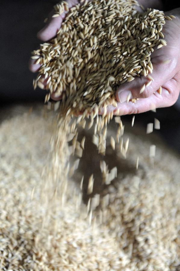 A farmer holds a handful of rice at a food processing plant in Qionghai, south China's Hainan Province, Jan. 30, 2013. China will lift the minimum state procurement price for rice produced this year to encourage farmers to grow more grain and boost production, the country's top economic planner said on Jan. 31. The National Development and Reform Commission (NDRC) said in a statement that the minimum procurement price for early indica rice would be raised to 2,640 yuan (420 U.S. dollars) per metric ton (tonne), up 10 percent from the price set for 2012. Meanwhile, the minimum procurement prices for mid-and-late indica rice and japonica rice would be set at 2,700 yuan (434 US dollars) and 3,000 yuan (482 US dollars) per tonne, up 8 percent and 7.14 percent year on year, respectively. (Xinhua/Meng Zhongde)