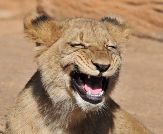 An one-year-old lion cub is snapped showing off his huge grin at the Riverbanks Zoo in Columbia, South Carolina. Amateur photographer Randy Rimland, who captured the image admits it was probably yawning. (Source: huanqiu.com)(Source: huanqiu.com)