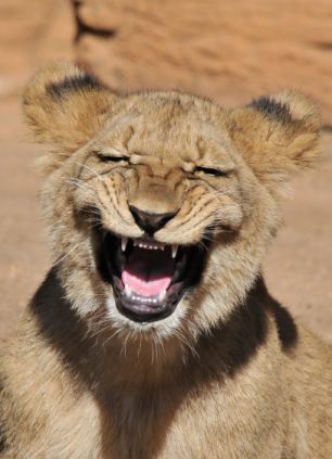 An one-year-old lion cub is snapped showing off his huge grin at the Riverbanks Zoo in Columbia, South Carolina. Amateur photographer Randy Rimland, who captured the image admits it was probably yawning. (Source: huanqiu.com)(Source: huanqiu.com)