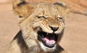 Lion cub that roars with laughter