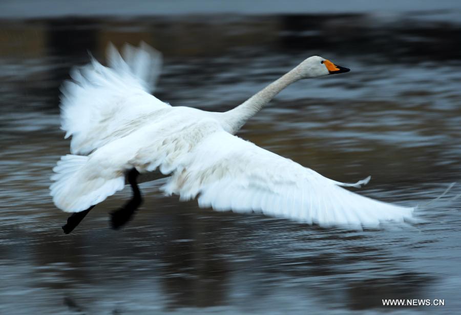 A whooper swan flies over sea surface in Rongcheng City, east China's Shandong Province, Feb. 2, 2013. Thousands of whooper swans flying from Siberia and Lake Baikal chose to spend winter in Rongcheng thanks to its comfortable ecological environment. (Xinhua/Li Ziheng)