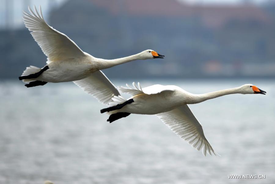 Whooper swans fly over sea surface in Rongcheng City, east China's Shandong Province, Feb. 2, 2013. Thousands of whooper swans flying from Siberia and Lake Baikal chose to spend winter in Rongcheng thanks to its comfortable ecological environment. (Xinhua/Li Ziheng)