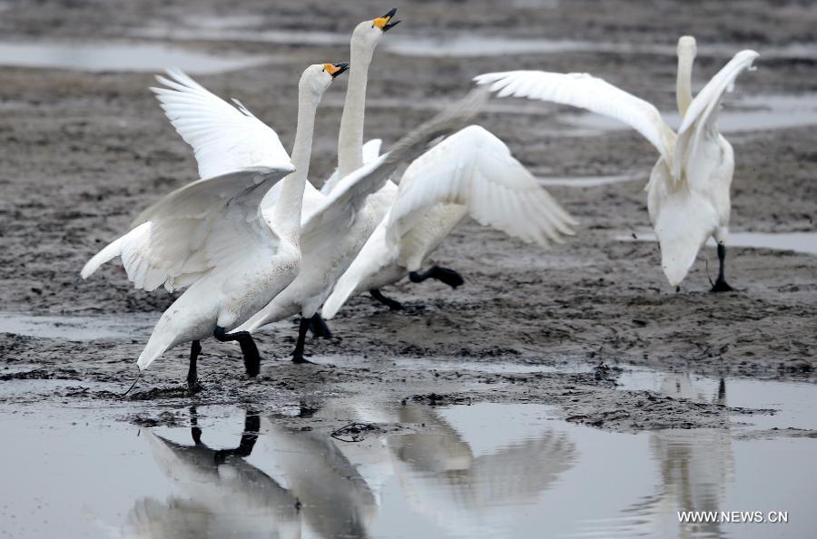 Whooper swans look for food on a wetland in Rongcheng City, east China's Shandong Province, Feb. 2, 2013. Thousands of whooper swans flying from Siberia and Lake Baikal chose to spend winter in Rongcheng thanks to its comfortable ecological environment. (Xinhua/Li Ziheng)