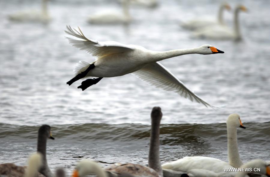 A whooper swan flies over sea surface in Rongcheng City, east China's Shandong Province, Feb. 2, 2013. Thousands of whooper swans flying from Siberia and Lake Baikal chose to spend winter in Rongcheng thanks to its comfortable ecological environment. (Xinhua/Li Ziheng) 