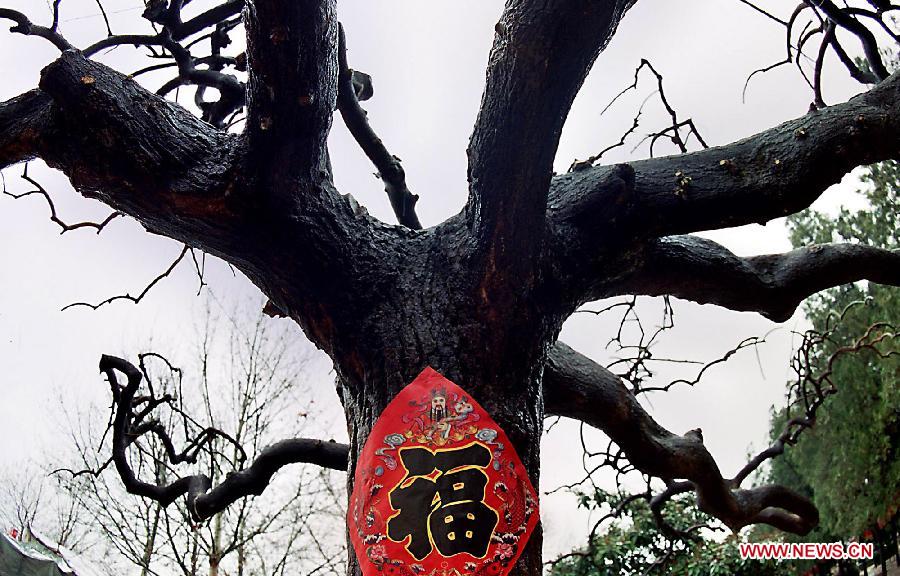 Chinese "blessing" written on a piece of red paper is pasted on the trunck of a tree in Huaiyang County, central China's Henan Province, Jan. 17, 2004. People who live in the central China region has a tradition to paste "blessing" on doors or trees to pray for good luck in the Spring Festival or Chinese Lunar New Year. (Xinhua/Wang Song)