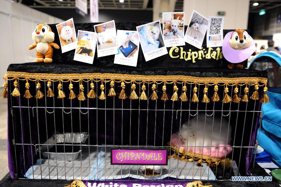 A cat rests in its cattery on an exhibition in Hong Kong, south China, Feb. 2, 2013. The 2013 Spring Championship Cat Show was held at Hong Kong Convention and Exhibition Center here on Saturday. More than one hundred cats from different kind such as "British Shorthair", "Scottish Fold" and "Maine Coon" showed up on the exhibition. (Xinhua/Zhao Yusi) 