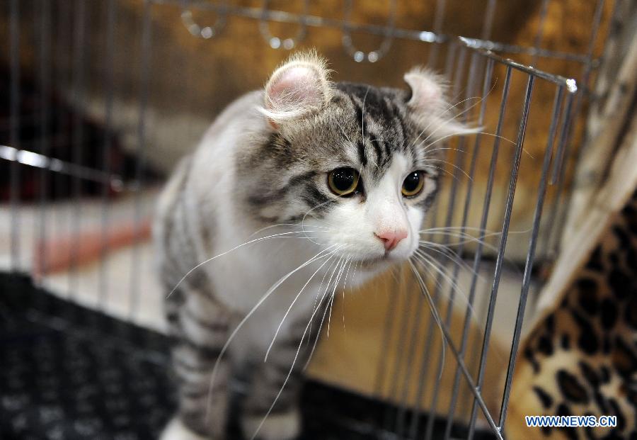 A cat is seen on an exhibition in Hong Kong, south China, Feb. 2, 2013. The 2013 Spring Championship Cat Show was held at Hong Kong Convention and Exhibition Center here on Saturday. More than one hundred cats from different kind such as "British Shorthair", "Scottish Fold" and "Maine Coon" showed up on the exhibition. (Xinhua/Zhao Yusi)