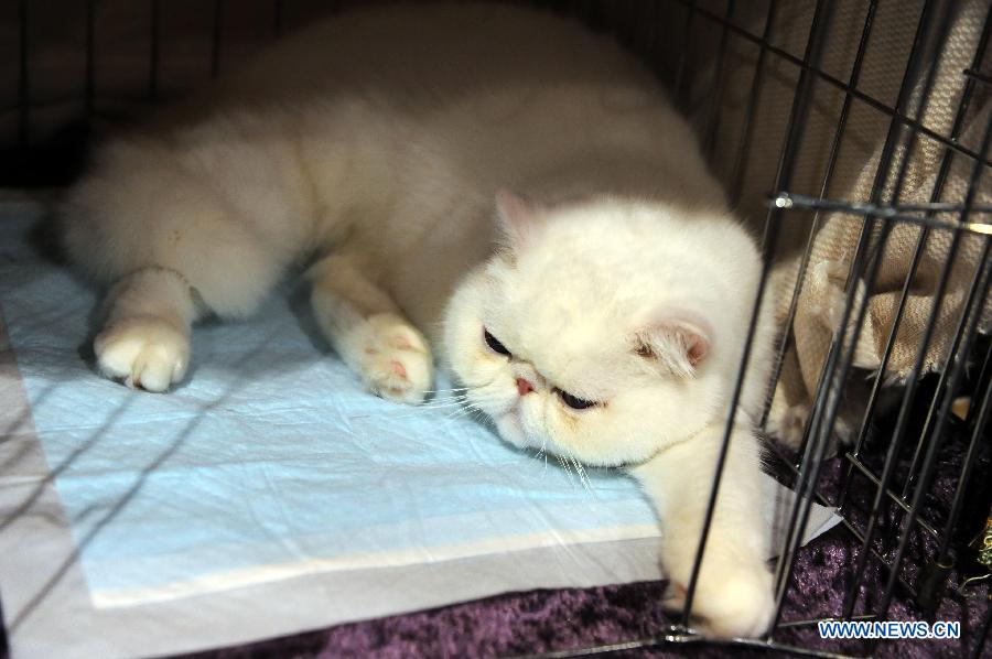 A cat rests in its cattery on an exhibition in Hong Kong, south China, Feb. 2, 2013. The 2013 Spring Championship Cat Show was held at Hong Kong Convention and Exhibition Center here on Saturday. More than one hundred cats from different kind such as "British Shorthair", "Scottish Fold" and "Maine Coon" showed up on the exhibition. (Xinhua/Zhao Yusi)
