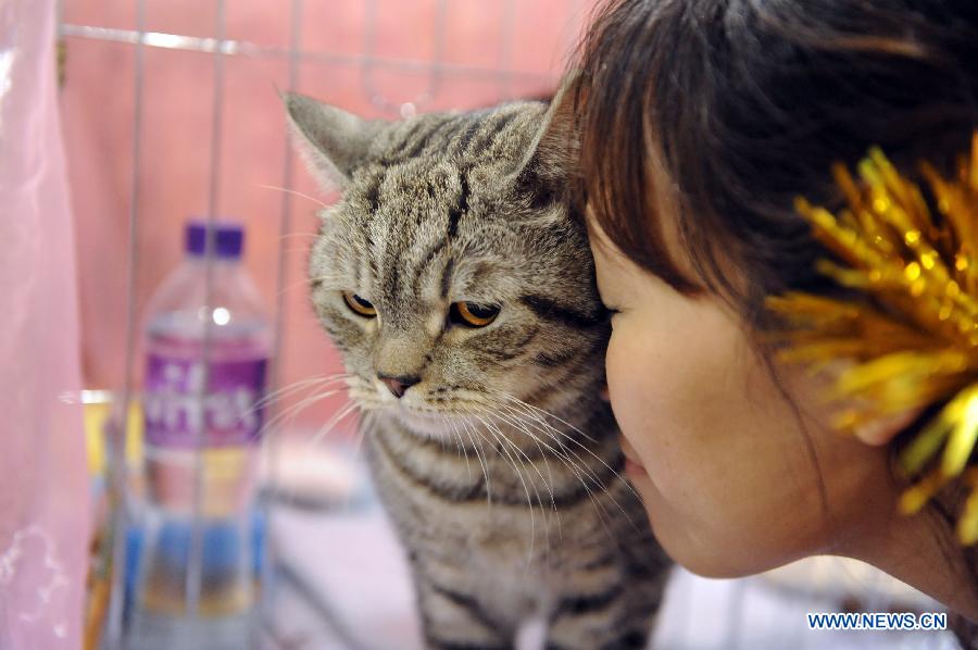 A woman plays with her cat on an exhibition in Hong Kong, south China, Feb. 2, 2013. The 2013 Spring Championship Cat Show was held at Hong Kong Convention and Exhibition Center here on Saturday. More than one hundred cats from different kind such as "British Shorthair", "Scottish Fold" and "Maine Coon" showed up on the exhibition. (Xinhua/Zhao Yusi)