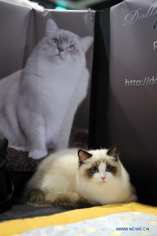 A cat is seen on an exhibition in Hong Kong, south China, Feb. 2, 2013. The 2013 Spring Championship Cat Show was held at Hong Kong Convention and Exhibition Center here on Saturday. More than one hundred cats from different kind such as "British Shorthair", "Scottish Fold" and "Maine Coon" showed up on the exhibition. (Xinhua/Zhao Yusi)