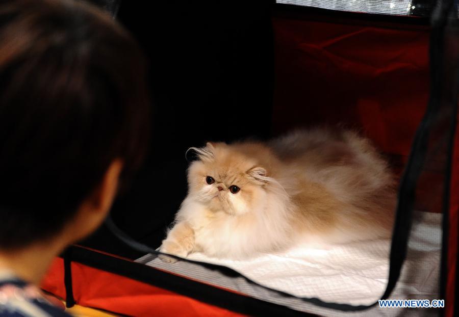 A cat is seen on an exhibition in Hong Kong, south China, Feb. 2, 2013. The 2013 Spring Championship Cat Show was held at Hong Kong Convention and Exhibition Center here on Saturday. More than one hundred cats from different kind such as "British Shorthair", "Scottish Fold" and "Maine Coon" showed up on the exhibition. (Xinhua/Zhao Yusi)