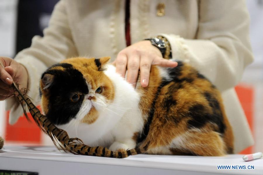 A cat is seen on an exhibition in Hong Kong, south China, Feb. 2, 2013. The 2013 Spring Championship Cat Show was held at Hong Kong Convention and Exhibition Center here on Saturday. More than one hundred cats from different kind such as "British Shorthair", "Scottish Fold" and "Maine Coon" showed up on the exhibition. (Xinhua/Zhao Yusi)