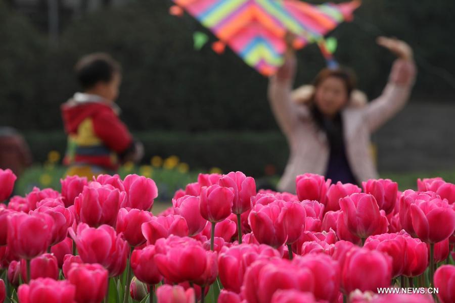 Tulips bloom during an international tulip festival in Chongqing, southwest China, Feb. 1, 2013. (Xinhua/Luo Guojia)