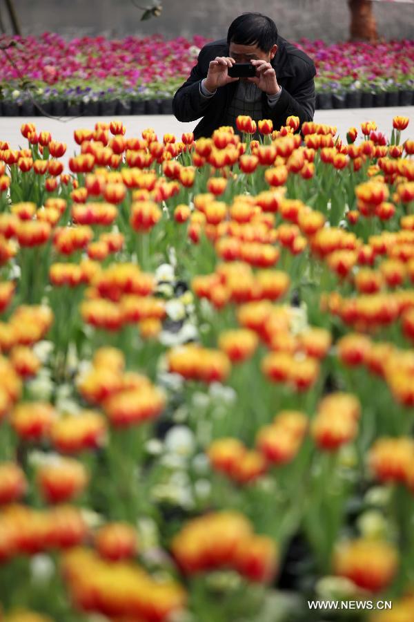 A visitor takes photos of tulips during an international tulip festival in Chongqing, southwest China, Feb. 1, 2013. (Xinhua/Luo Guojia)