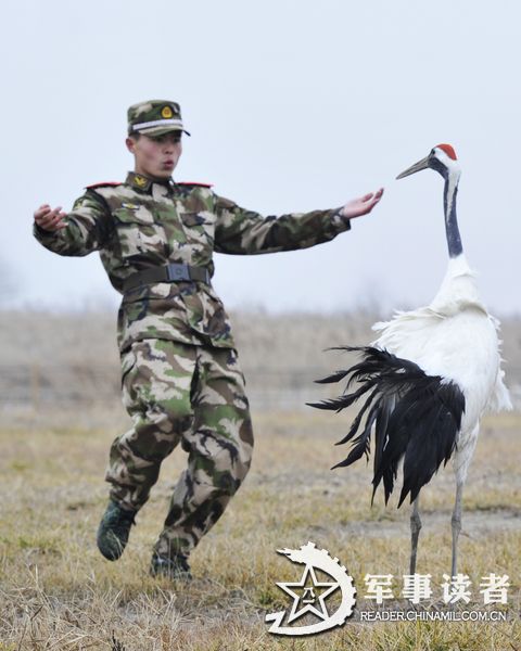 A soldier from Yancheng border detachment plays with a red-crowned crane after it recovered at national nature reserve of rare birds in Yancheng, east China's Jiangsu province. (China Military Online/Zhang Shanyu, Xiajun)