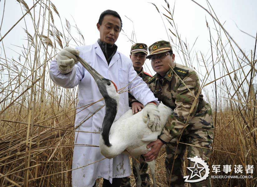 The Yancheng border detachment under the Jiangsu Contingent of the Chinese People's Armed Police Force (APF) actively performs the duties of border guards and intensifies efforts to protect wildlife. They have rescued over 4,600 wild animals since this detachment was established. (China Military Online/Zhang Shanyu, Xiajun)