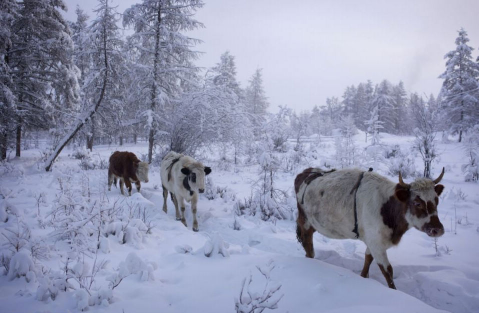 Cows walk back to their sheds after watering in the Oymyakon thermal spring. (Globaltimes.cn)