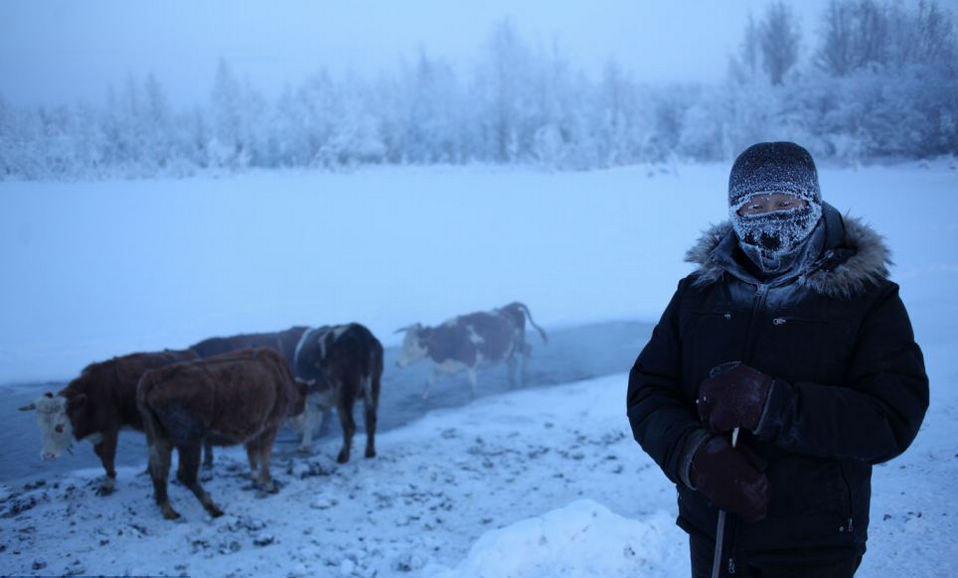 A farmer waters his cows at a patch of thermal water on the edge of Oymyakon. Despite its terrible winters, in June, July and August, temperatures over 30 degrees Celsius are common. (Globaltimes.cn)