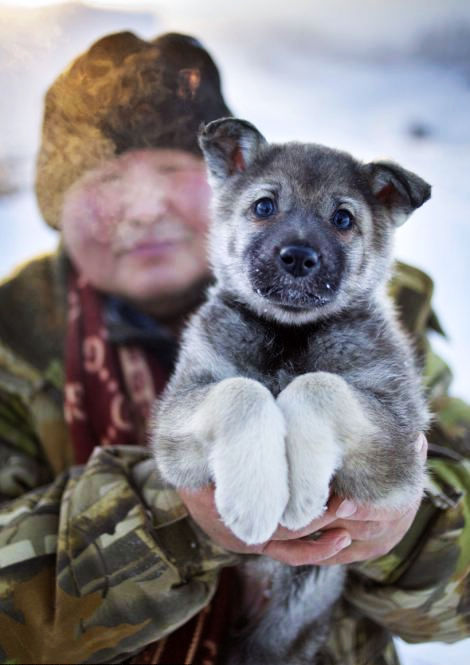 The thick fur of these East Siberian Laikas puppies keeps them warm. (Globaltimes.cn)