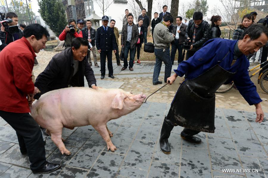 Villagers are about to kill a pig for a feast in Jiangwan Village of Wuyuan County, east China's Jiangxi Province, Feb. 4, 2013. Various traditional activities were held in Wuyuan to celebrate "Lichun", literally meaning the beginning of the spring, as well as the Xiaonian Festival which falls on the 23rd or 24th day of the 12th month of the Chinese traditional lunar calendar. (Xinhua/Song Zhenping)