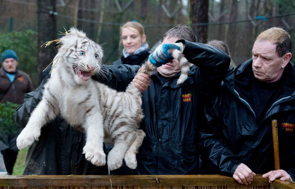 Zoo keepers hold a white tiger cub during an examination at the Serengeti wildlife park in Hodenhagen, central Germany on Jan. 30, 2013. The tiger cub was born at the park in October 2012. (Xinhua News Agency/AFP)