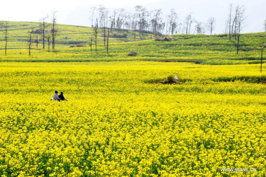 Photo taken on Feb. 3, 2013 shows the scenery of rape flowers in Luoping County, southwest China's Yunnan Province. (Xinhua/Mao Hong) 