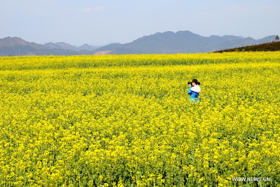 A visitor takes photos of rape flowers in Luoping County, southwest China's Yunnan Province, Feb. 3, 2013. (Xinhua/Mao Hong) 