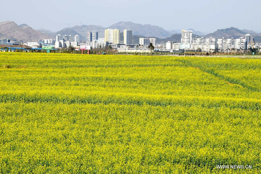 Photo taken on Feb. 3, 2013 shows the scenery of rape flowers in Luoping County, southwest China's Yunnan Province. (Xinhua/Mao Hong) 