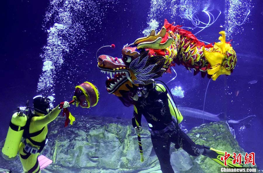 Beijing Aquarium staffers perform an underwater dragon dance for the upcoming Chinese Spring Festival, on Feb 5, 2013.(CNS/Lu Xin) 