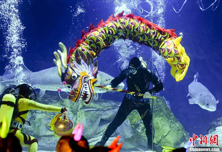 Beijing Aquarium staffers perform an underwater dragon dance for the upcoming Chinese Spring Festival, on Feb 5, 2013.(CNS/Lu Xin) 