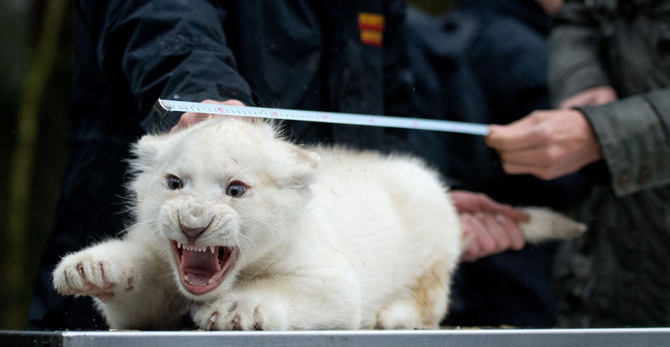 An 8-week-old white lion cub roars as he receives his first medical checkup at Serengeti wildlife park in Hodenhagen, Germany. Four 8-week-old white lion cubs and four 16-week-old white tiger cubs were born at the park in fall. (Xinhua/AFP)