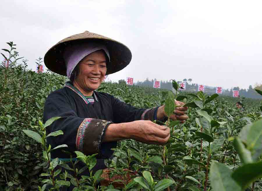 A farmer picks spring tea at a plantation in Sanjiang Dong autonomous county, Guangxi Zhuang autonomous region, on Monday. Sanjiang tea is one of the most famous early spring teas. Tea-planting areas in Sanjiang cover about 9,500 hectares, and more than 200,000 people work in the tea industry.(Photo/China Daily)