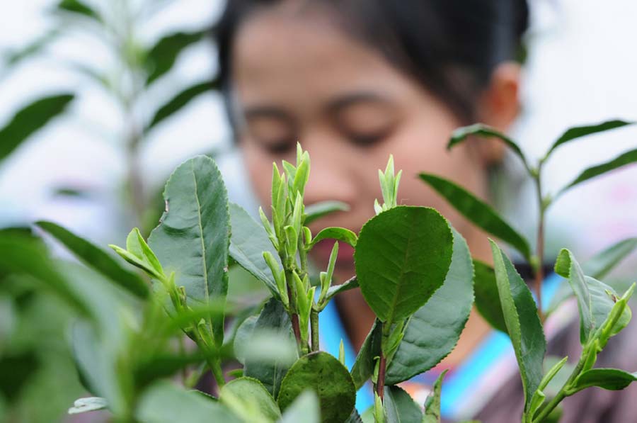 A farmer picks spring tea at a plantation in Sanjiang Dong autonomous county, Guangxi Zhuang autonomous region, on Monday. Sanjiang tea is one of the most famous early spring teas. Tea-planting areas in Sanjiang cover about 9,500 hectares, and more than 200,000 people work in the tea industry.(Photo/China Daily) 