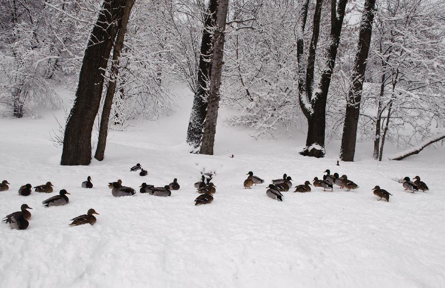 Ducks can be seen in a park in Moscow, capital of Russia, on Feb. 5, 2013. A heavy snowfall hit Moscow on Sunday. (Xinhua/Jiang Kehong)