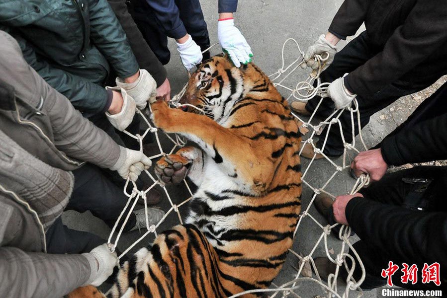 Tiger being transferred. (CNS/Liu Jie)