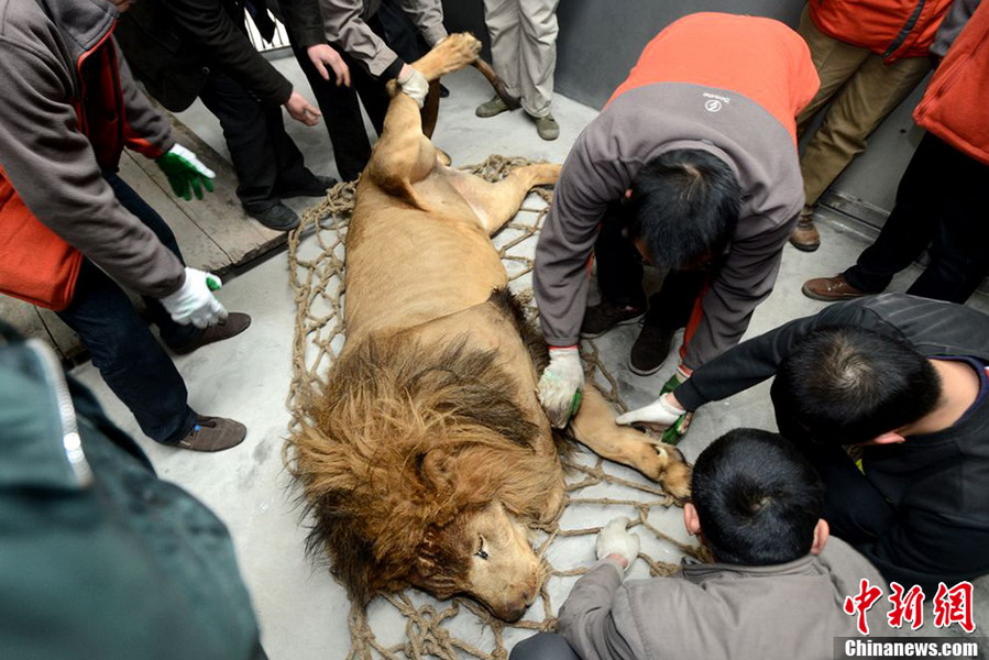 Lion being transfered. (CNS/Liu Jie)