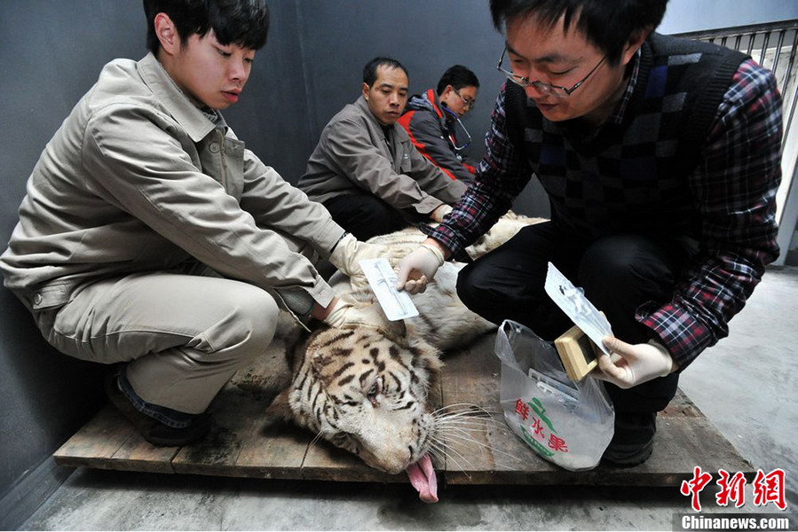 Tiger receives health check by staff (CNS/Liu Jie)