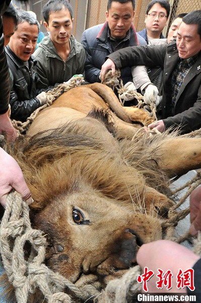 Lion being transfered. (CNS/Liu Jie)