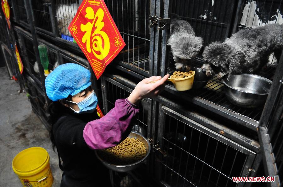 A staff member feeds dogs sent for holiday fostering service at a pet store in Liaocheng, east China's Shandong Province, Feb. 8, 2013. Many pet stores in Liaocheng now provide holiday fostering service during the Spring Festival. Pet owners can have their fondlings tended when they are away on holiday. (Xinhua/Zhang Zhenxiang) 