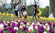 Beautiful tulip blossom in Liuzhou City