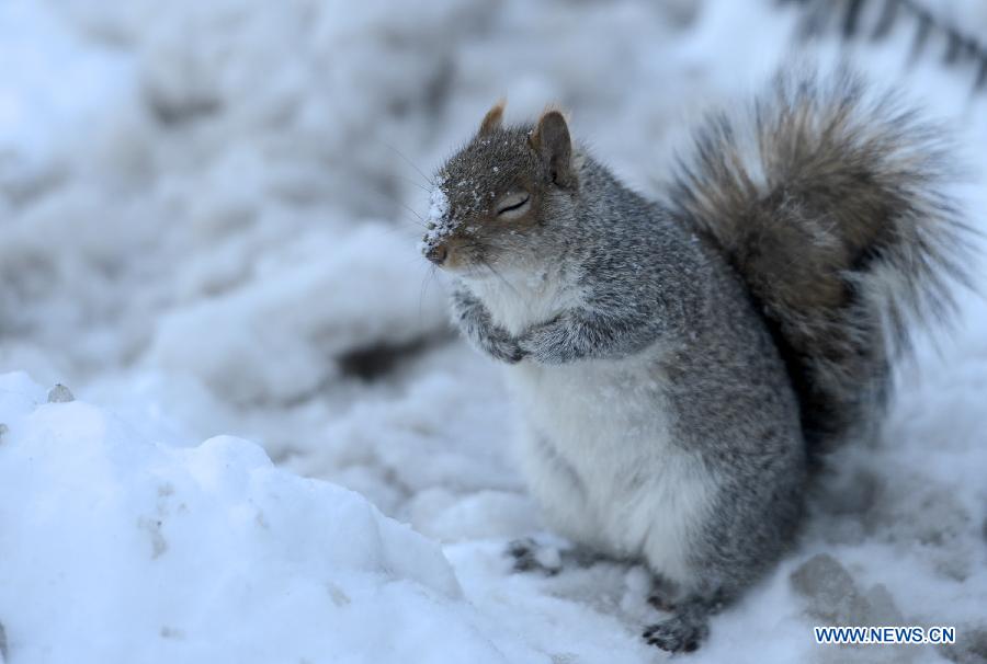 A squirrel stands inside the Central Park of New York City, on Feb. 9, 2013. A massive blizzard dumped as much as three feet (one meter) of snow in parts of the Northeastern United States, leaving some 650,000 households and businesses without power and two dead by Saturday. (Xinhua/Wang Lei) 